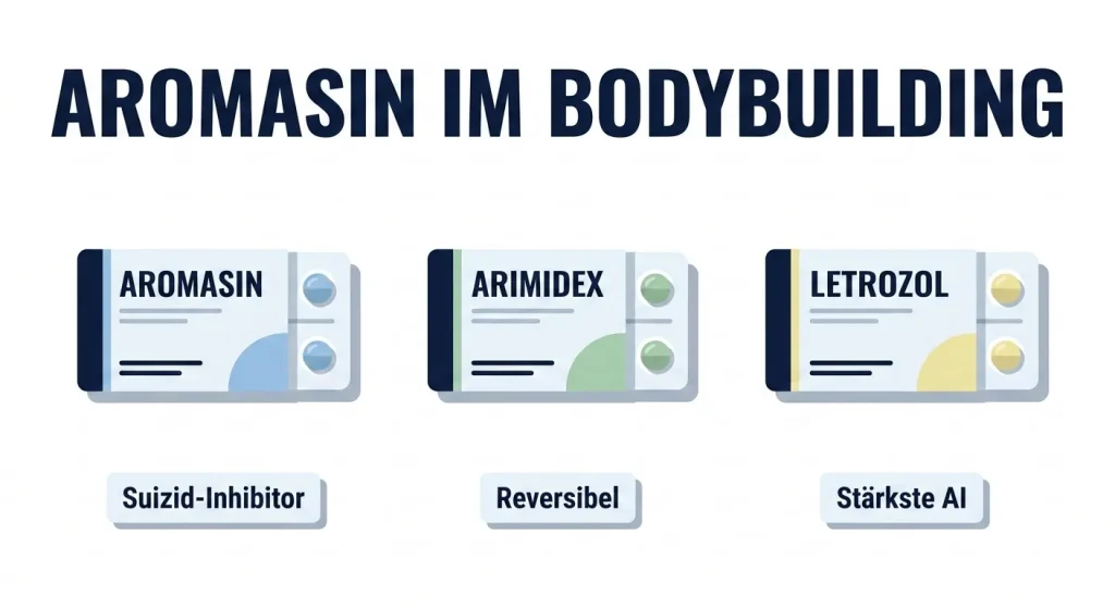 Aromasin (Exemestan) im Bodybuilding – Vergleich mit Arimidex und Letrozol als Aromatasehemmer beim Steroidzyklus