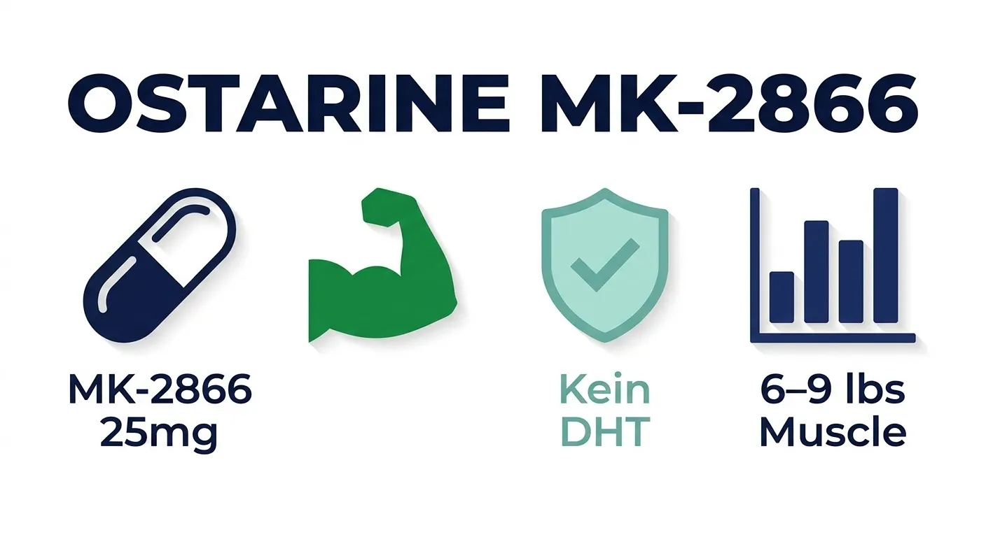 Ostarine MK-2866 SARM – Wirkung, Erfahrung und Muskelmasse-Zugewinne ohne DHT oder Östrogenkonversion