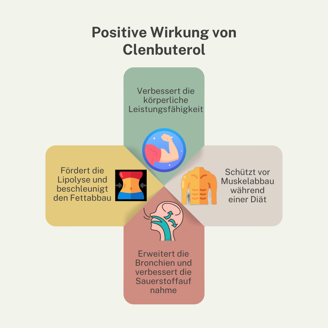  Infografik über die Wirkung von Clenbuteroll