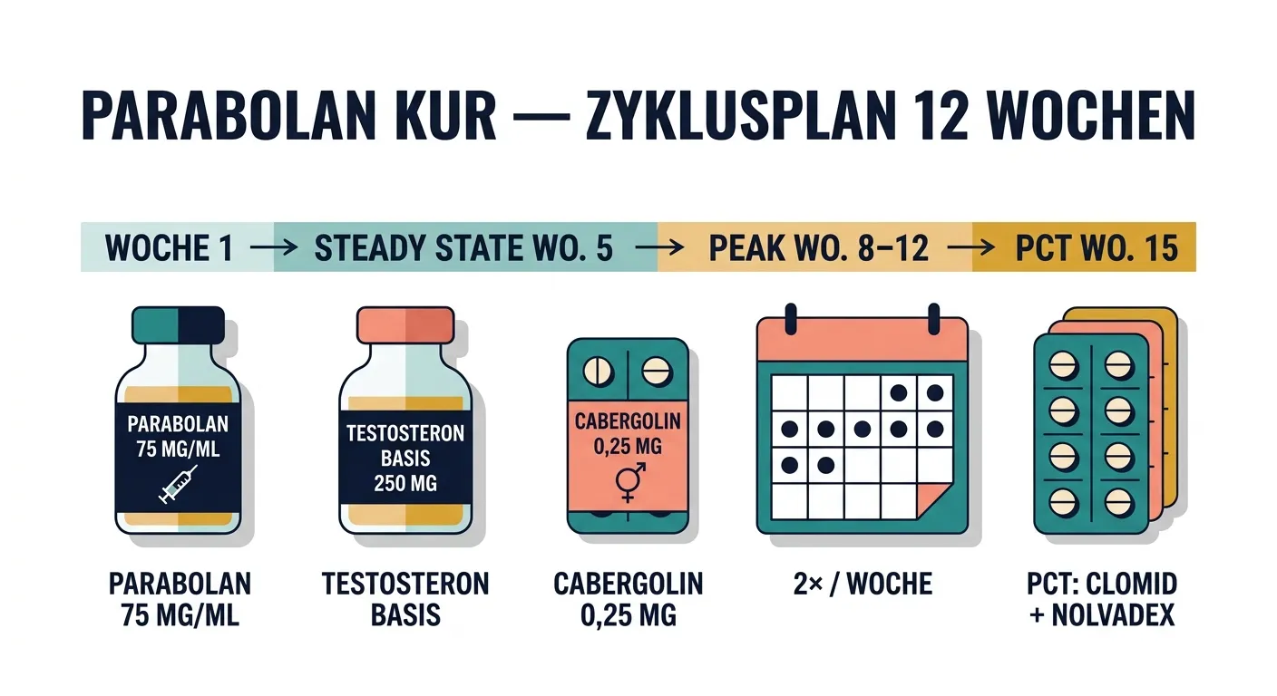 Flat-Vector-Infografik zeigt den 12-Wochen-Zyklusplan einer Parabolan-Kur: Parabolan-Vial, Testosteron-Basis, Cabergolin, Injektionsfrequenz 2×/Woche und PCT-Medikamente mit Wochen-Progression.