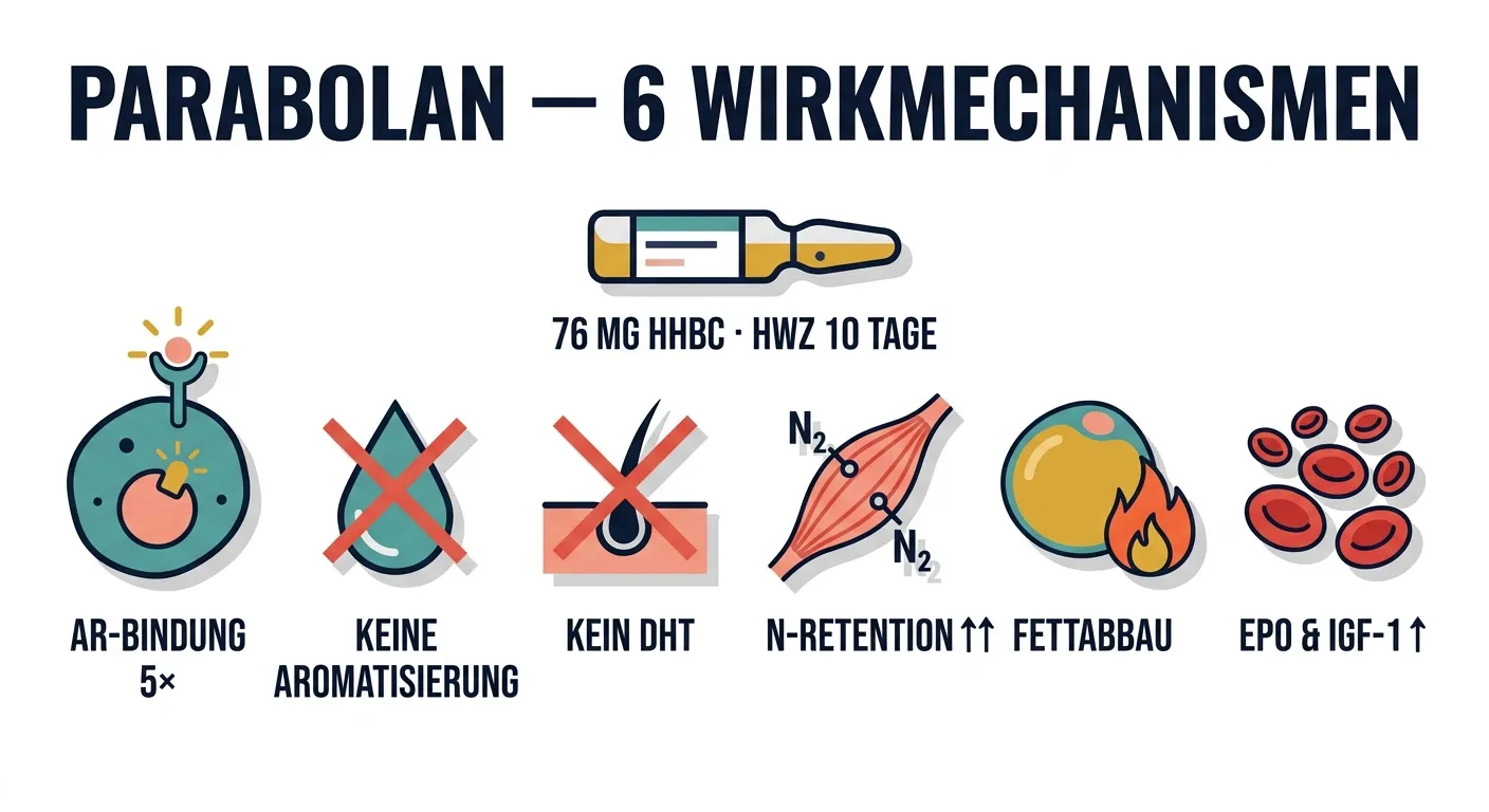 Flat-Vector-Infografik zeigt die sechs Wirkmechanismen von Parabolan (Trenbolon HHBC): 5-fache AR-Bindung, keine Aromatisierung, keine DHT-Konversion, erhöhte Stickstoffretention, Fettabbau und IGF-1/EPO-Steigerung mit stilisierter Originalampulle.
