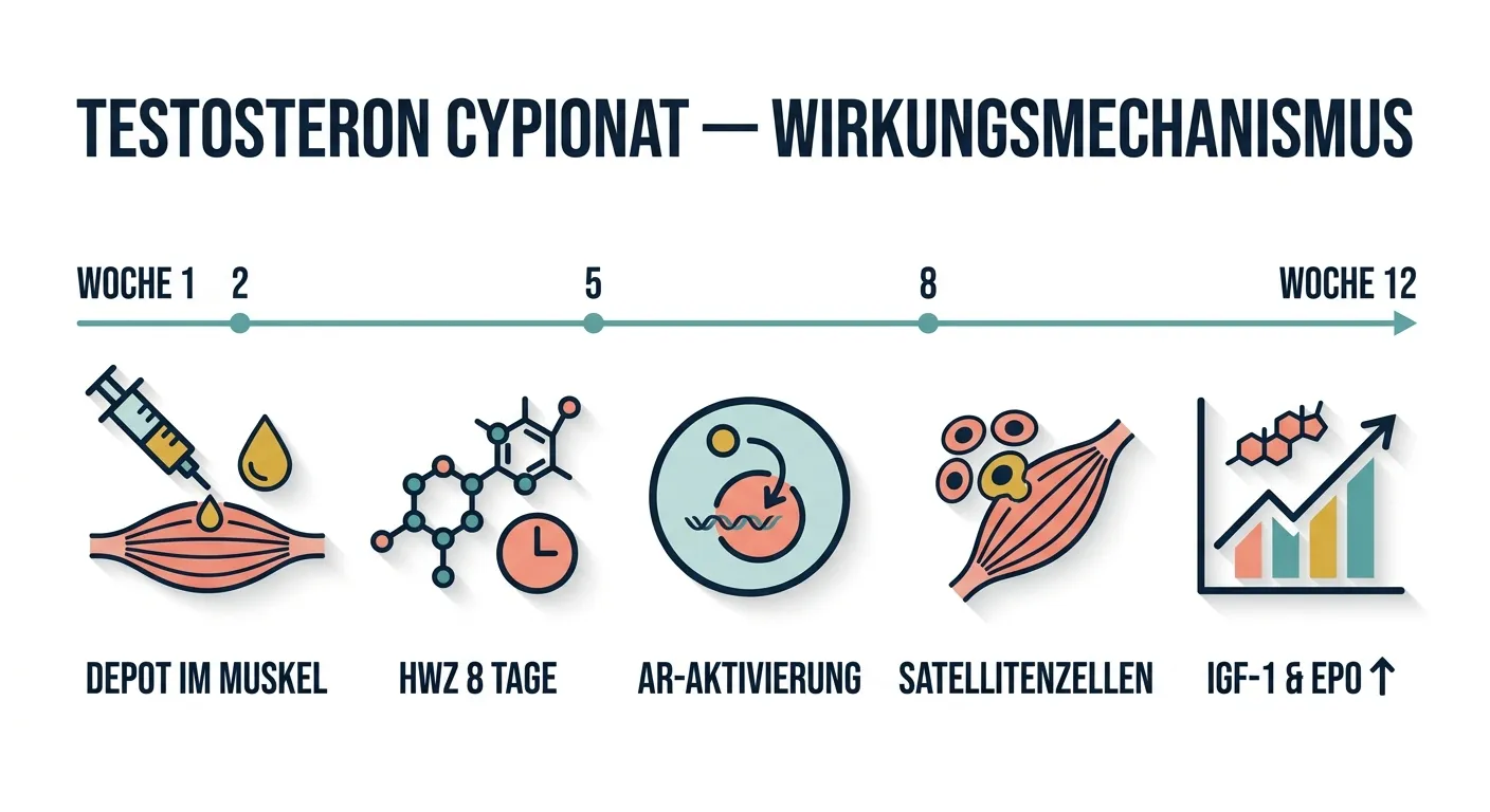 Flat-Vector-Infografik zeigt den Wirkungsmechanismus von Testosteron Cypionat in fünf Schritten: Depot-Bildung im Muskel, 8-Tage-Halbwertszeit, Androgenrezeptor-Aktivierung, Satellitenzell-Stimulation und IGF-1/EPO-Anstieg mit Wochen-Timeline.