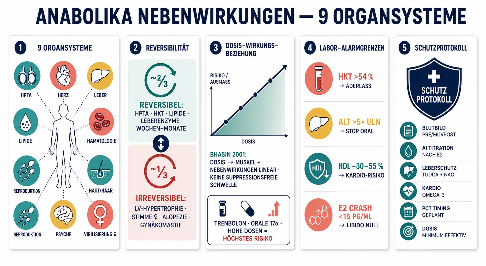 Infografik im flachen Vektorstil, die fünf Aspekte der Anabolika-Nebenwirkungen zeigt: neun betroffene Organsysteme, Reversibilitätsteilung zwei Drittel vs. ein Drittel, lineare Dosis-Wirkungs-Beziehung nach Bhasin 2001, kritische Blutbild-Grenzwerte und Schutzprotokoll mit sechs Elementen.