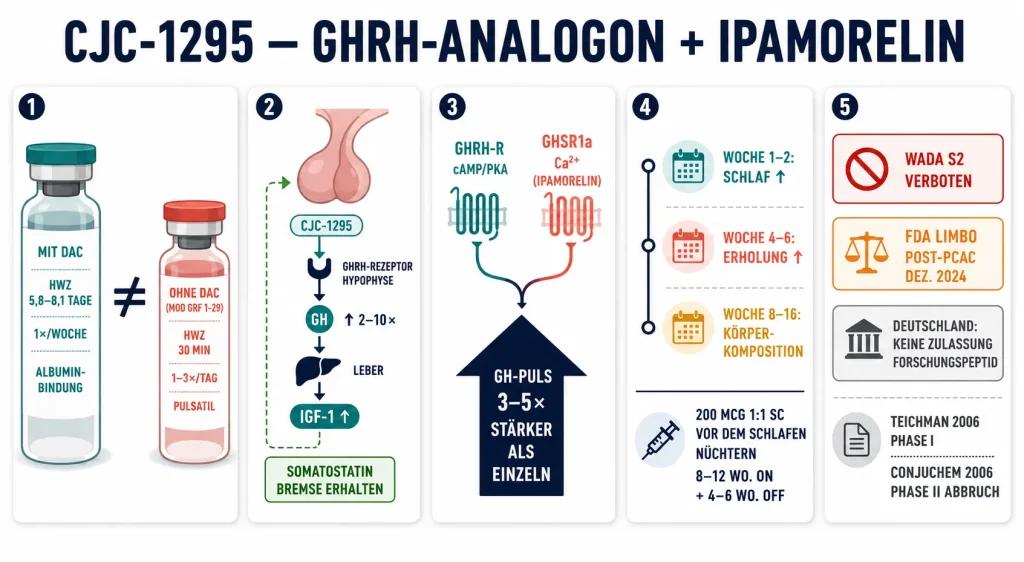 Infografik im flachen Vektorstil, die fünf Aspekte von CJC-1295 zeigt: Unterschied DAC vs. ohne DAC, GHRH-Hypophysen-IGF-1-Signalweg mit erhaltener Somatostatin-Bremse, Dual-Rezeptor-Synergie mit Ipamorelin, Wirkungstimeline über 8–16 Wochen und regulatorischer Status als Forschungspeptid mit WADA-S2-Verbot.