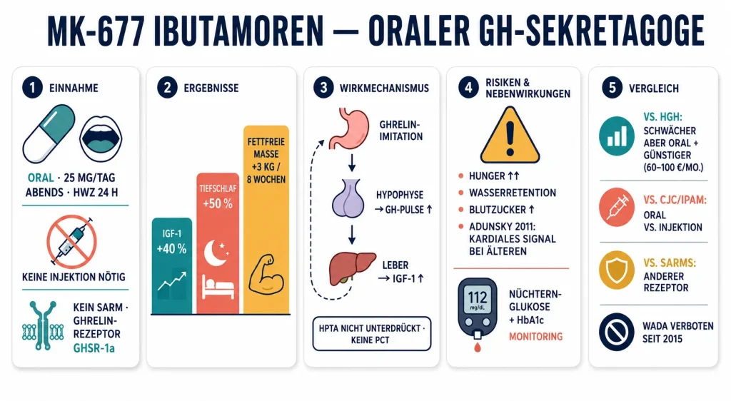 Infografik im flachen Vektorstil, die fünf Aspekte von MK-677 Ibutamoren zeigt: orale Einnahme 25 mg/Tag ohne Injektion, drei Wirkungsmetriken IGF-1/Schlaf/Lean Mass, Ghrelin-Rezeptor-Mechanismus ohne HPTA-Unterdrückung, Nebenwirkungen mit kardialem Signal und Vergleich mit HGH, CJC/Ipamorelin und SARMs.