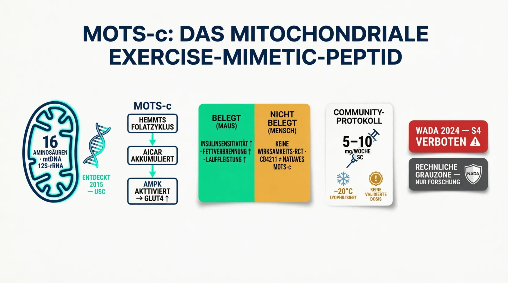 Flat Vector Infografik zu MOTS-c: mitochondriales 16-Aminosäuren-Peptid kodiert in der 12S-rRNA der mtDNA (entdeckt 2015 an der USC), AMPK-Aktivierungsweg über Folatzyklus-Hemmung und AICAR-Akkumulation mit GLUT4-Hochregulation, Evidenzvergleich (Tierstudien belegt vs. keine abgeschlossene Wirksamkeits-RCT am nativen MOTS-c beim Menschen), Community-Protokoll 5–10 mg/Woche subkutan ohne validierte Humandosis, und rechtlicher Status: WADA 2024 Klasse S4 verboten und rechtliche Grauzone als Research Chemical in Deutschland