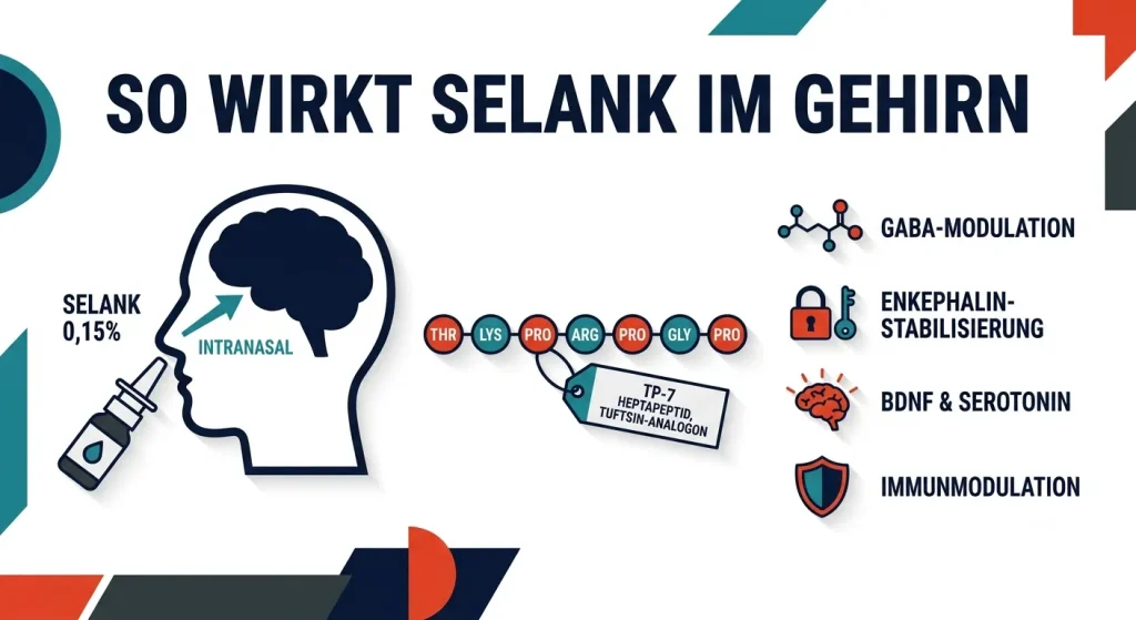 Infografik zum Wirkmechanismus von Selank mit Peptidsequenz TP-7 und Effekten auf GABA, Enkephaline, BDNF und Immunsystem im flachen Vektorstil